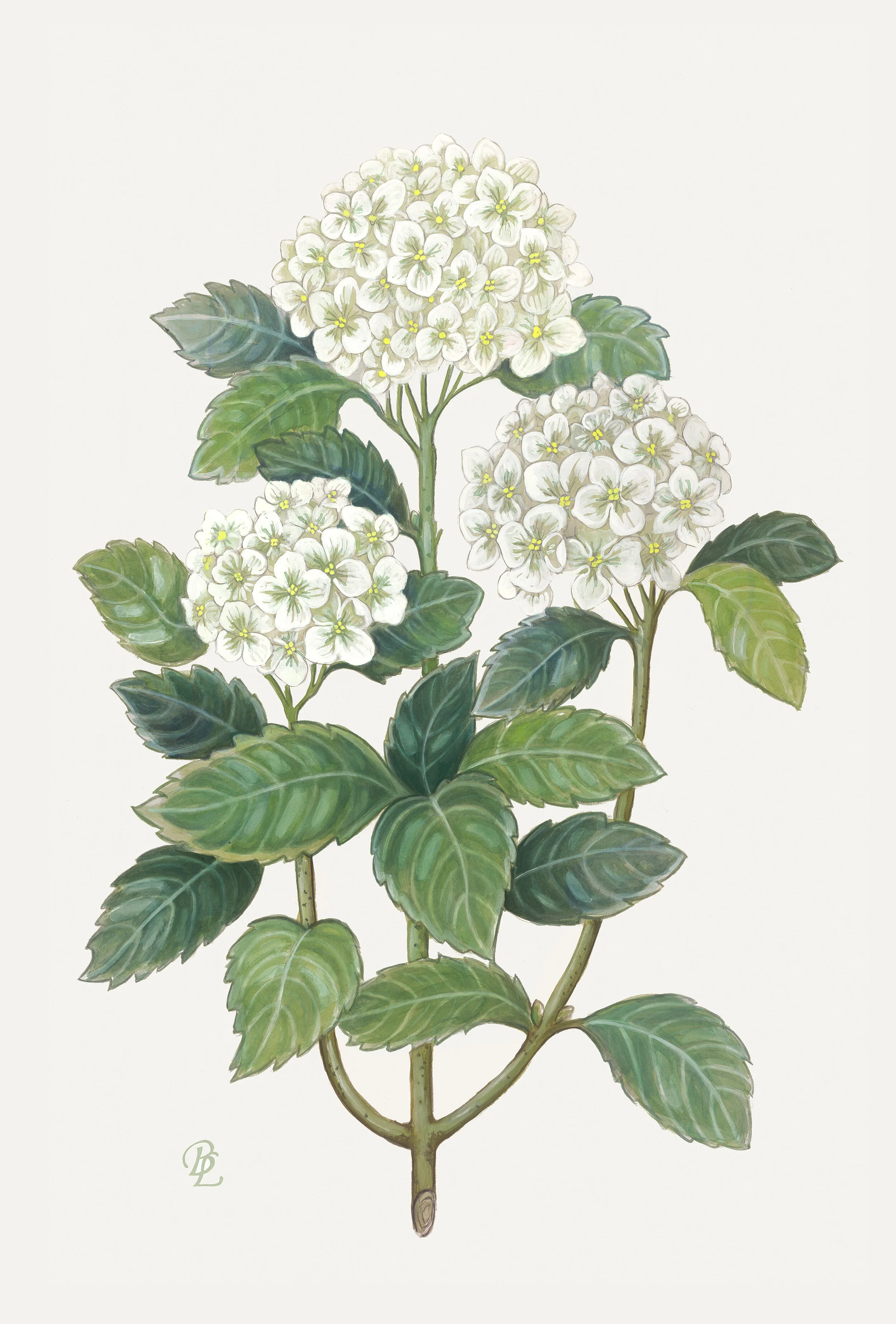 Hydrangea Garden — Verandah House Interiors